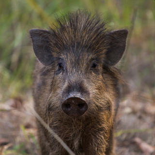 Bandhavgarh - Wild pig